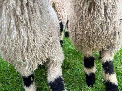 Bild 4:BIO Walliser Schwarznasen weiblich