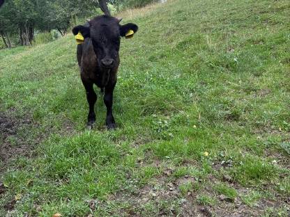Bild 3:Dexter Stierkalb