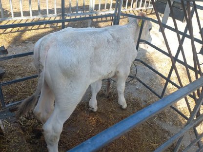 Bild 5:Verkaufe 4 Stierkälber