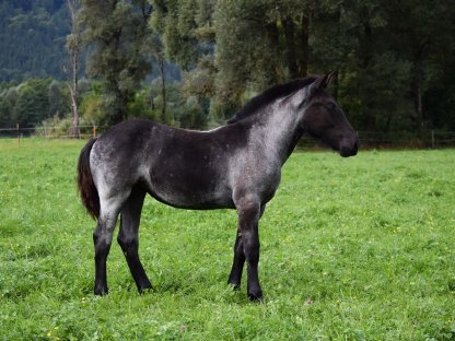 Bild 6:Franziska Noriker Stutfohlen Mohrenkopf zu verkaufen