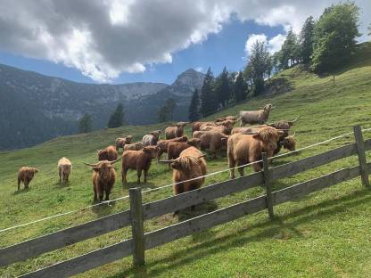 Hochlandrinder Kalbinnen BIO