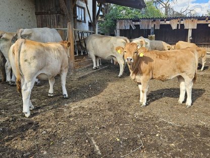 Bild 3:Verkaufe Murbodner Jungkalbinen