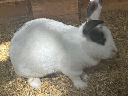 Bild 3:Hasen zu verschenken