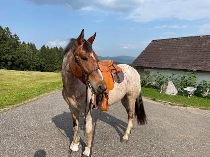 Paint Horse Wallach