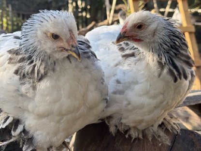 Bild 2:Hähne zu verschenken aus 2025