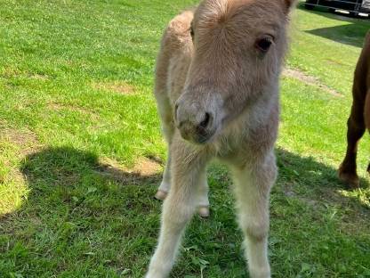 Bild 6:Mini Shetty Hengstfohlen
