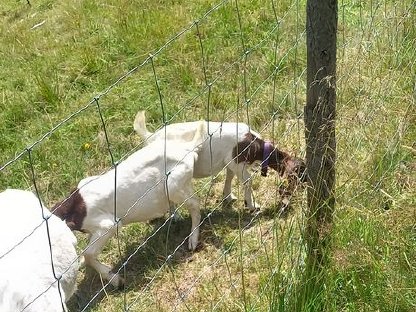 Bild 2:Wer will ein süßes Burenböcklein