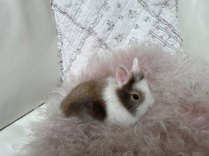 Bild 4:Zwerghase Kaninchen Zwergkaninchen Löwenkopf Teddy
