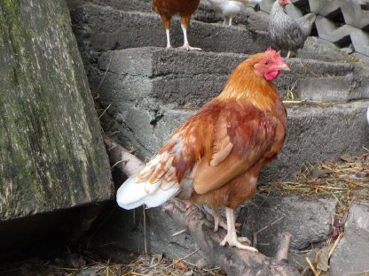 Bild 2:Junghähne und ein Cröllwitzer Puter