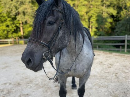 Bild 4:Verkaufe Norikerstute Mohrenkopf
