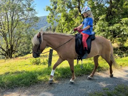 Bild 3:Liebe, tragende Isländer Stute