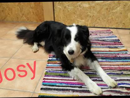 Border Collie Hündin