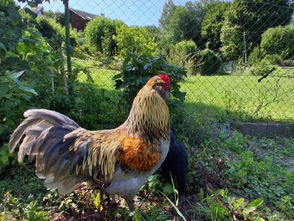 Bild 2:Prachtvoller Marans Hahn