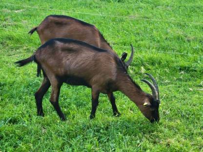 Bild 2:Pinzgauer Ziegen