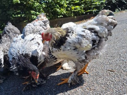 Bild 3:Brahma Hahn 2 Stk.