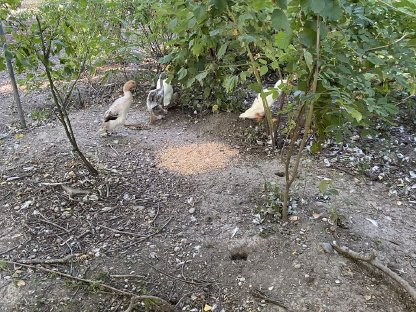 Bild 2:Verkaufe Laufenten