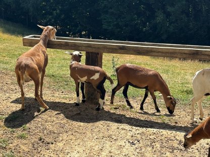 Bild 4:Kamerunschafe weiblich