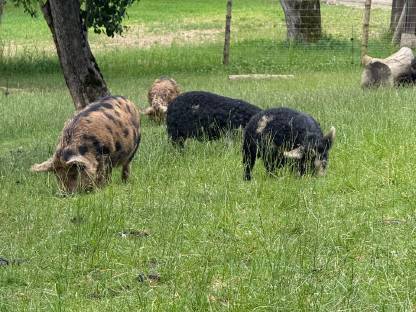 Bild 6:Kune Kune Ferkel Weideschweine
