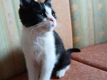 Kater zu vergeben