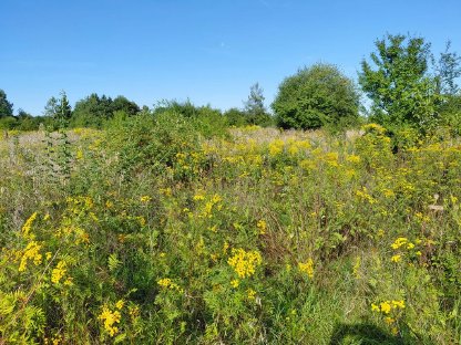 Bild 3:Weideplätze für Schafe und Ziegen - OÖ Zentralraum