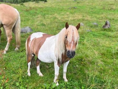 Pony-Wallach Enzo