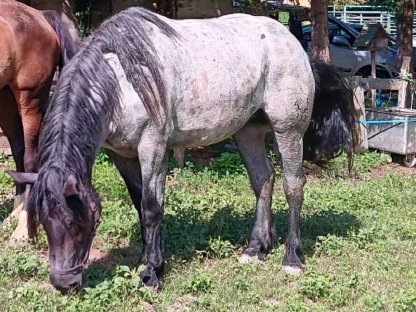 Bild 2:Verkaufe Norikerstute Mohrenkopf