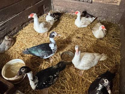 Bild 7:Warzenenten und Laufenten