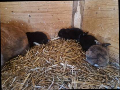 Bild 6:Zwerghasen Widder