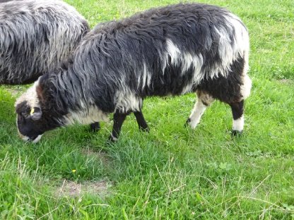 Bild 6:KRAINER STEINSCHAF Zuchtbock (Widder) gekört