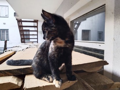 Katzenbabys