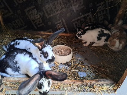 Bild 2:Haushasen zu verkaufen