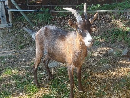 Bild 3:Jungziege Weibliche Ziege