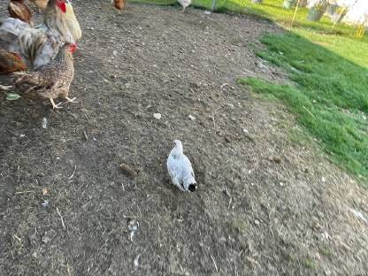 Bild 7:Hennen und Hähne verschiedenen Alters