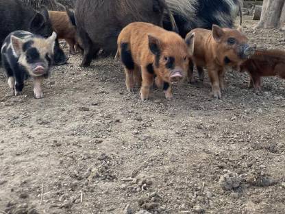 Bild 5:Bio Mini Kune Kune Ferkel