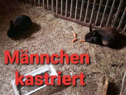 Bild 4:Zwergkaninchen