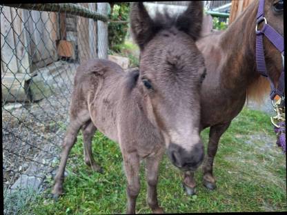 Bild 3:Shetty Pony Hengst Fohlen