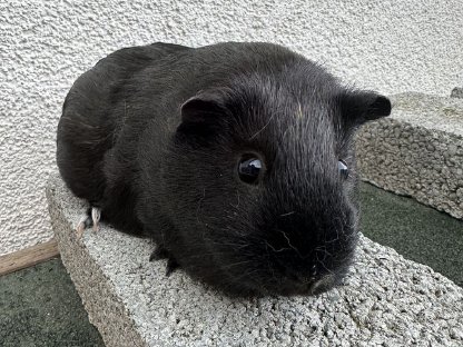 Meerschweinchen Bock, 11 Monate