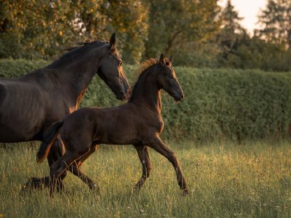 Bild 2:Friesenfohlen mit NL-Papieren zu verkaufen