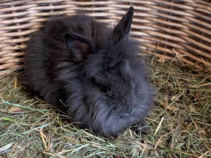Bild 4:Zwergkaninchen in allen Farben zu verkaufen