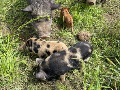 Bild 3:Bio Mini Kune Kune Ferkel