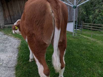 Bild 3:Verkaufe Fleckvieh Zuchtkalb BIO