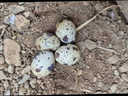 Bild 2:Wachtel Gockel Hahn