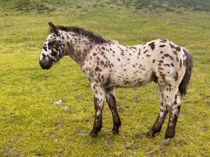 Bild 2:Tigernoriker Hengstfohlen