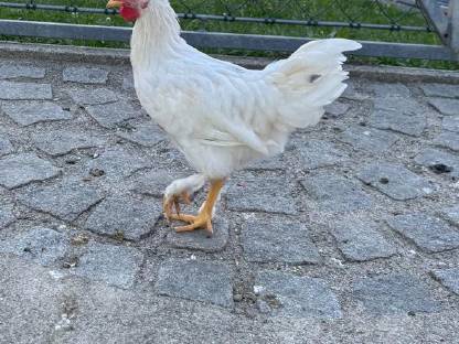 Hähne 16 Wochen