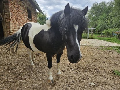 Bild 4:Quarter und Pony Couple