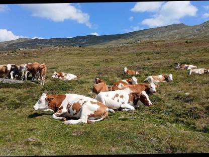 Bild 4:Bio Kalbinnen hochträchtig