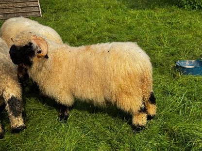 Bild 3:Walliser Schwarznasen Widder G1