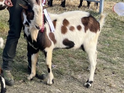 Bild 3:Tauernschecken HB Böcke