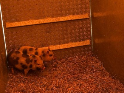 Verkaufe Mini-Schweine
