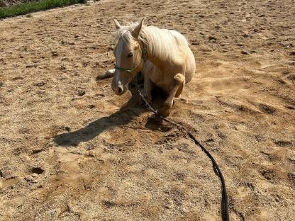 Bild 2:Paint Horse Hengst Dunnit Poco Snap